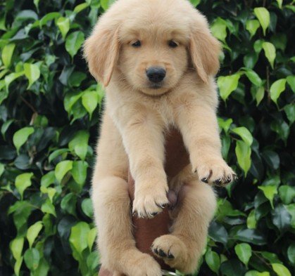 Golden Retriever Price In Hyderabad