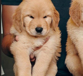 Golden Retriever dog breeder in Hyderabad