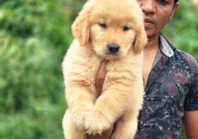Golden Retriever Female price in Hyderabad