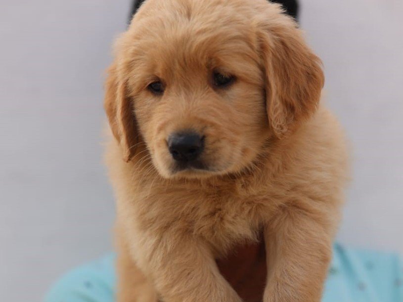Golden Retriever Male Price in Hyderabad