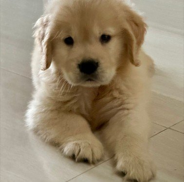 Pure Breed Golden Retriever price in Hyderabad