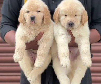 Golden Retriever online price in Hyderabad