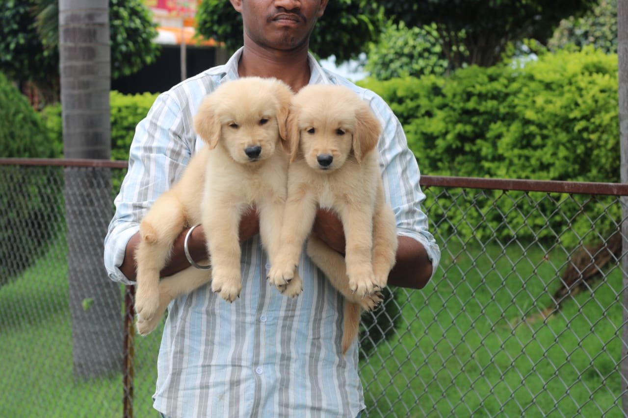 Golden-Retriever price in india