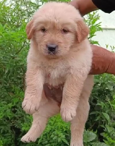 Golden-Retriever female price in india