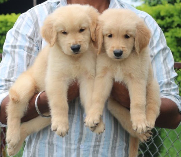 Golden-Retriever for sale online in india