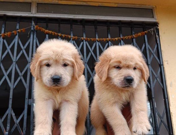 Golden-Retriever dog breeder in india