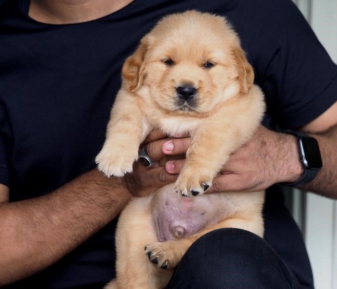 Golden-Retriever for sale online in india