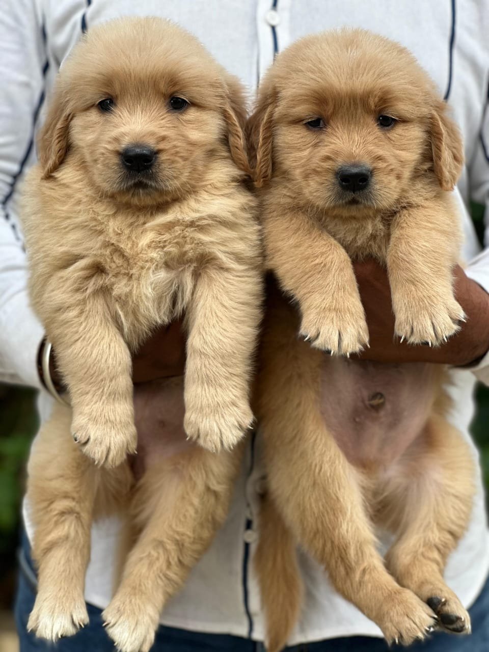 Golden-Retriever for sale in india