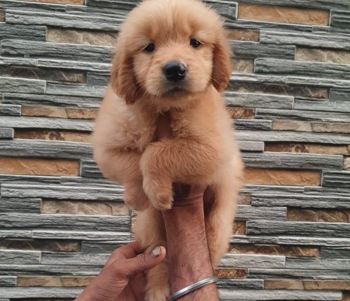 Golden Retriever Price In Kolkata