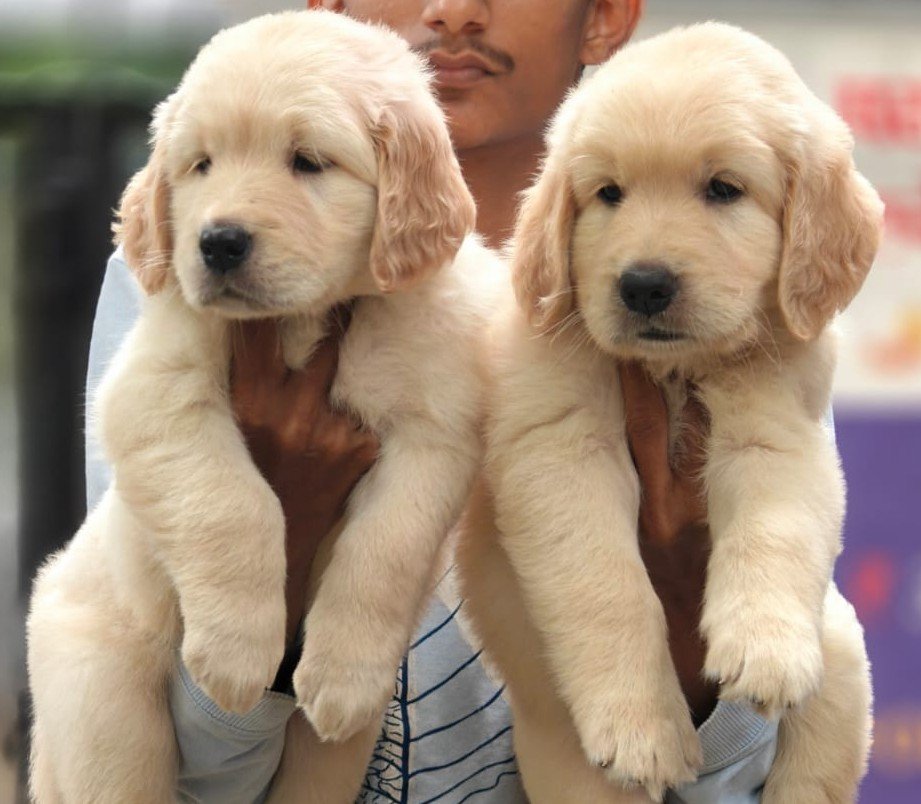 Golden Retriever dog breeder in Kolkata