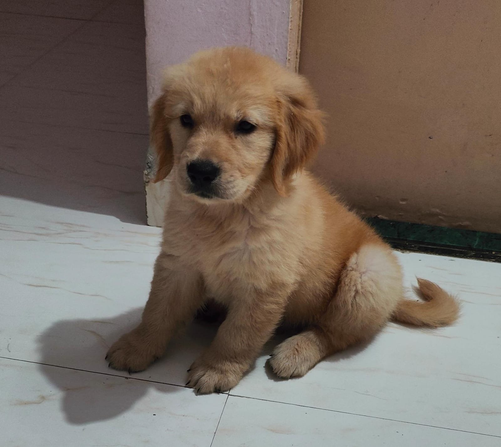 Golden Retriever Female price in Kolkata