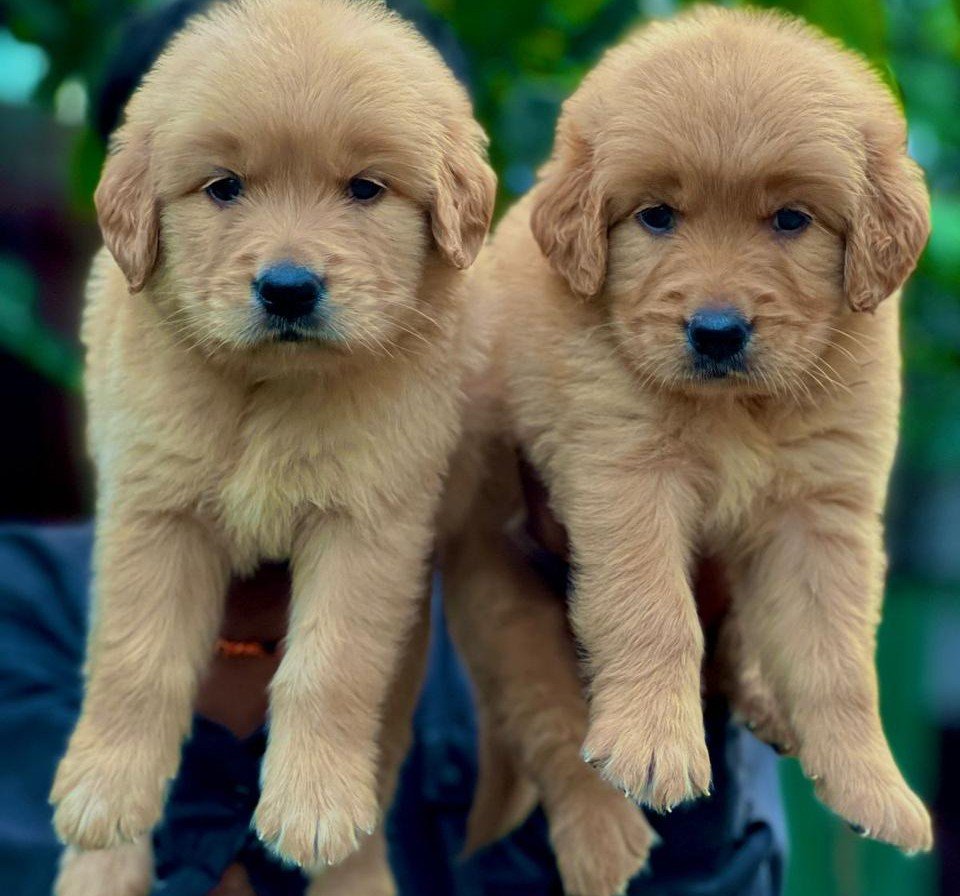 Golden Retriever Male Price in Kolkata