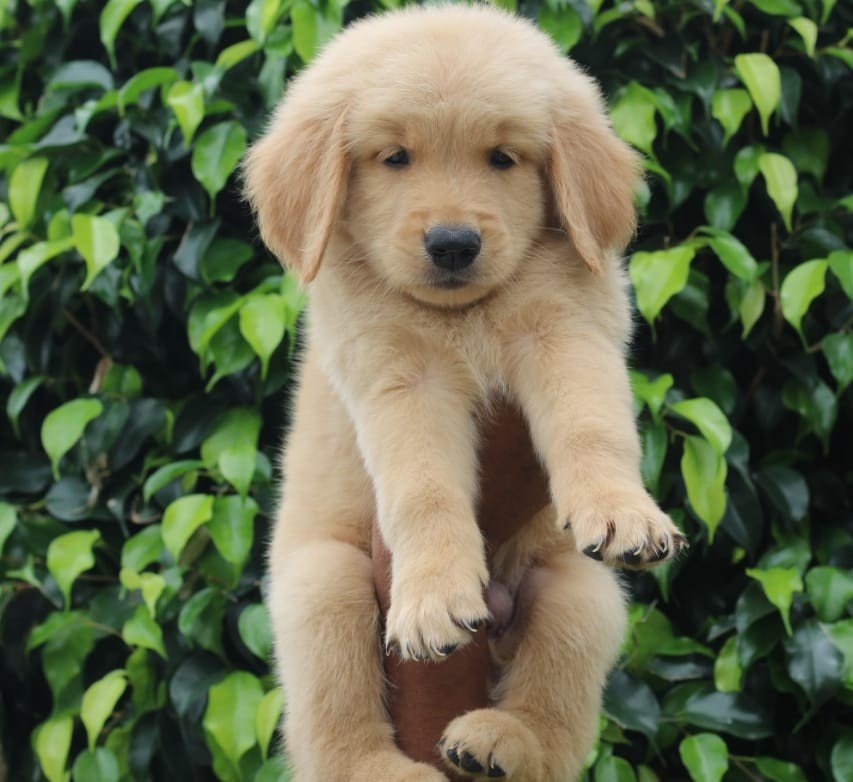 Pure Breed Golden Retriever price in Kolkata