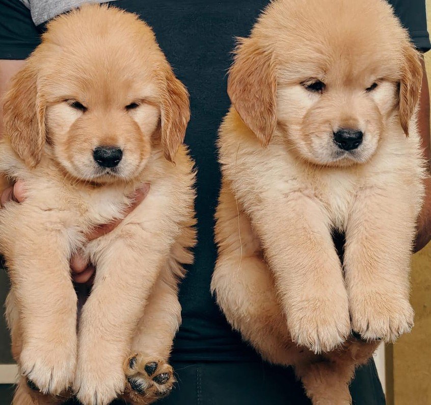 Golden Retriever online price in Kolkata