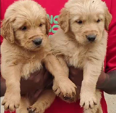 Golden Rtriever male price in mumbai