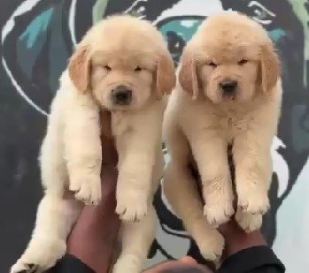 Golden Rtriever female price in mumbai