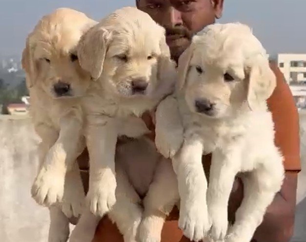 KCI registered Golden Rtriever puppy price in mumbai