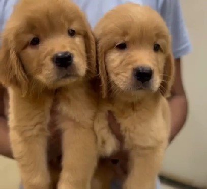 Golden Rtriever for sale online in mumbai