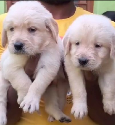 Golden Retriever Price In Vizag