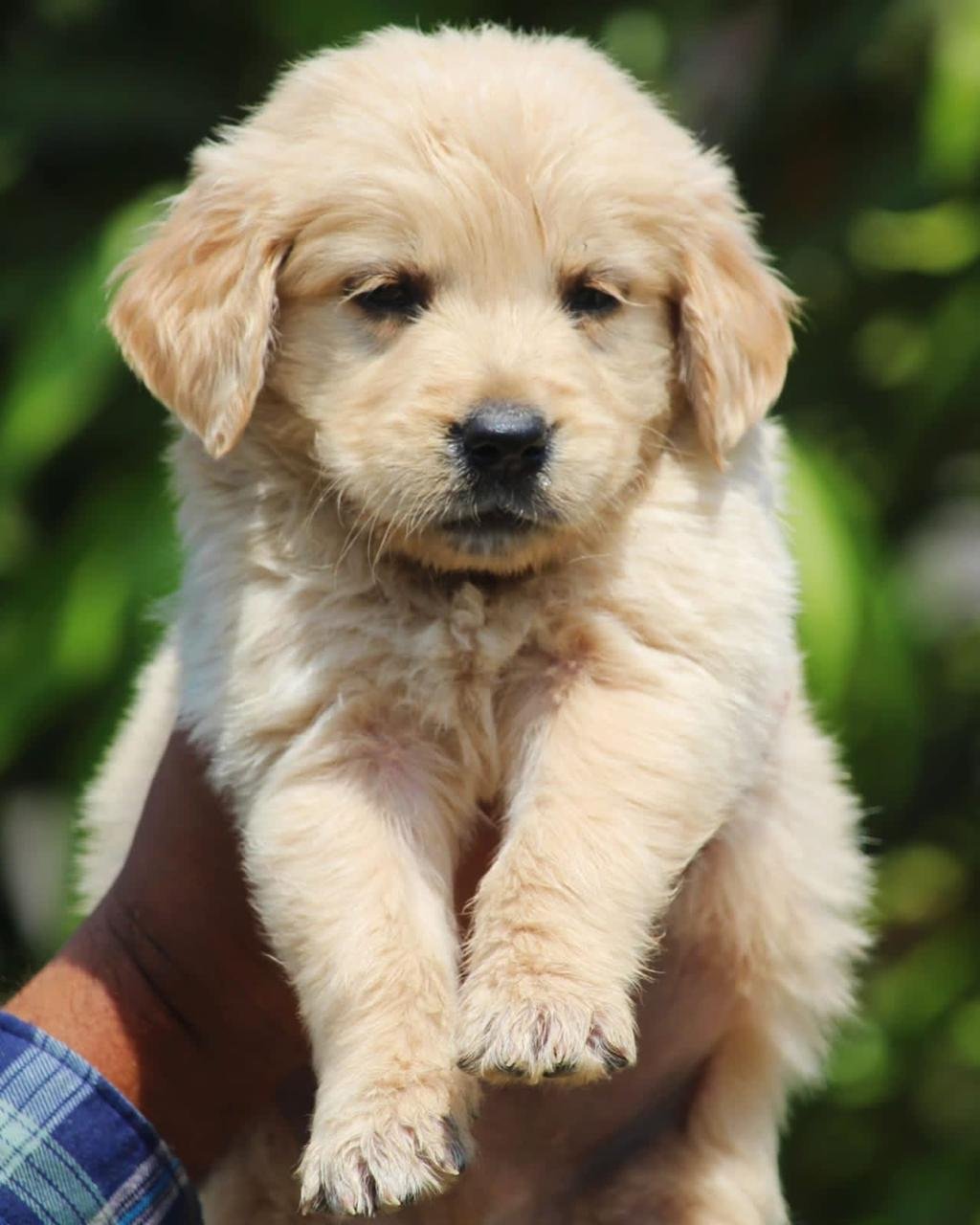 Golden Retriever dog breeder in Vizag