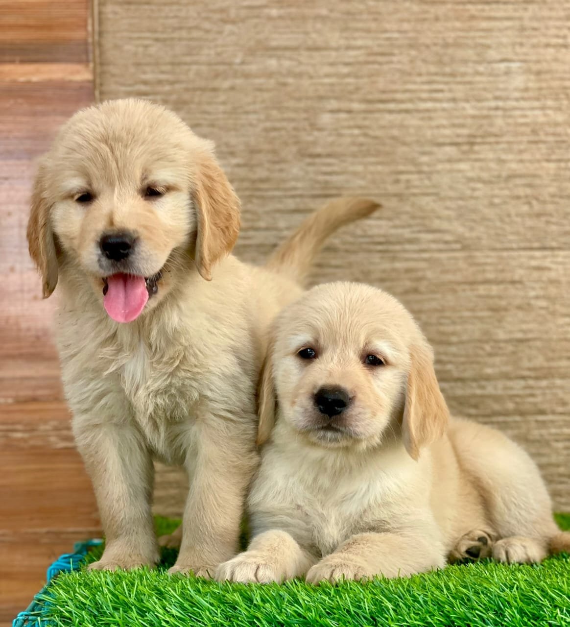 Golden Retriever Female price in Vizag