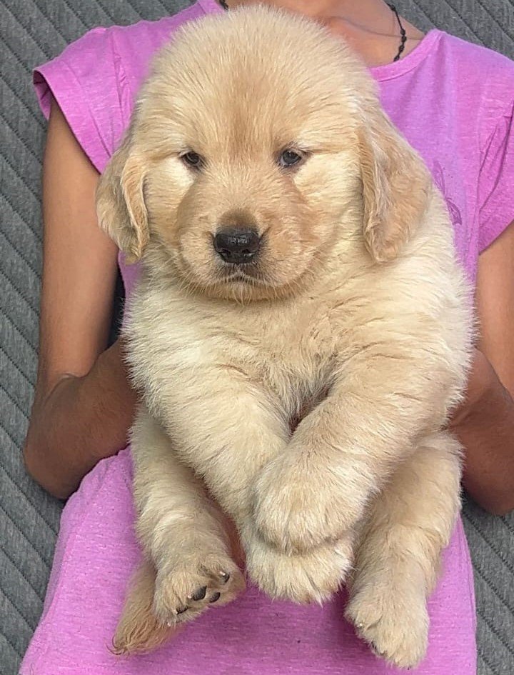Golden Retriever Male Price in Vizag