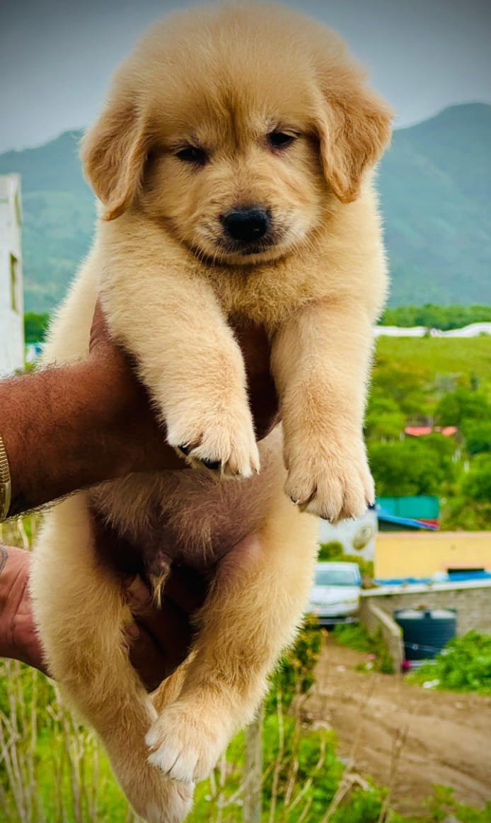 Pure Breed Golden Retriever price in Vizag