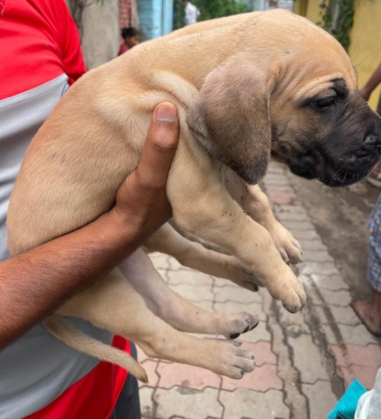 Greatdane Price In Ahmedabad