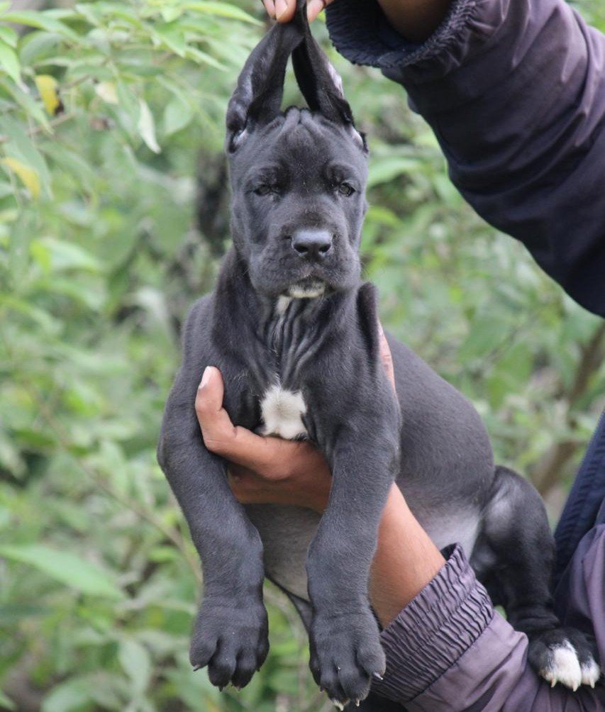 Greatdane dog breeder in Ahmedabad