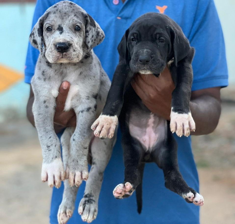 Greatdane Female price in Ahmedabad