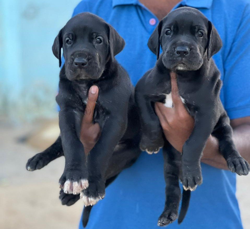 Greatdane Male Price in Ahmedabad