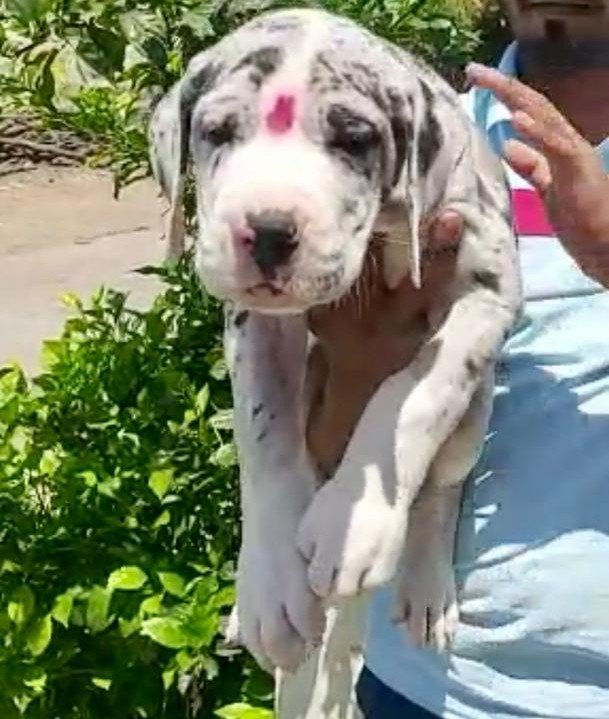 Pure Breed Greatdane price in Ahmedabad