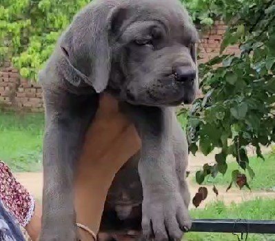 Great Dane Price In Chennai