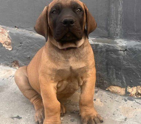 Great Dane dog breeder in Chennai