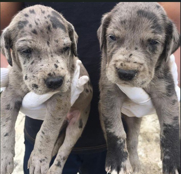 Great Dane Female price in Chennai