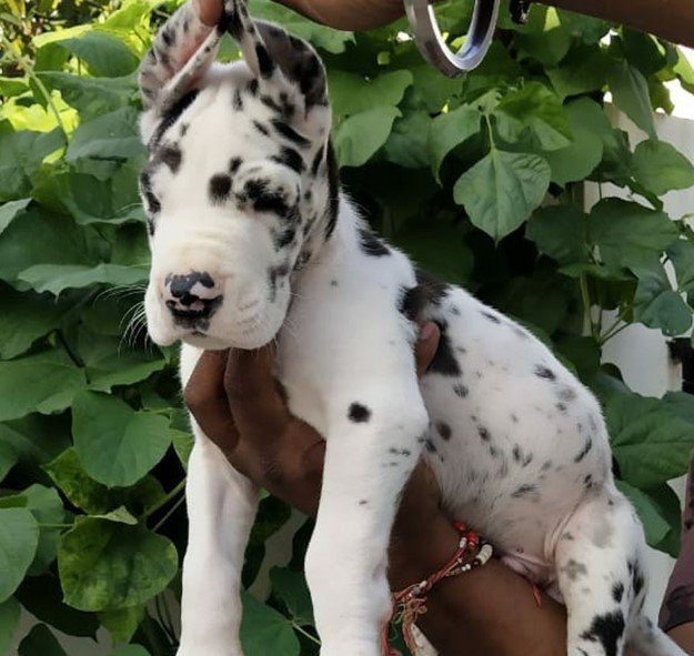 Great Dane Male Price in Chennai