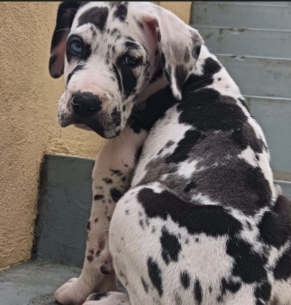 Pure Breed Great Dane price in Chennai