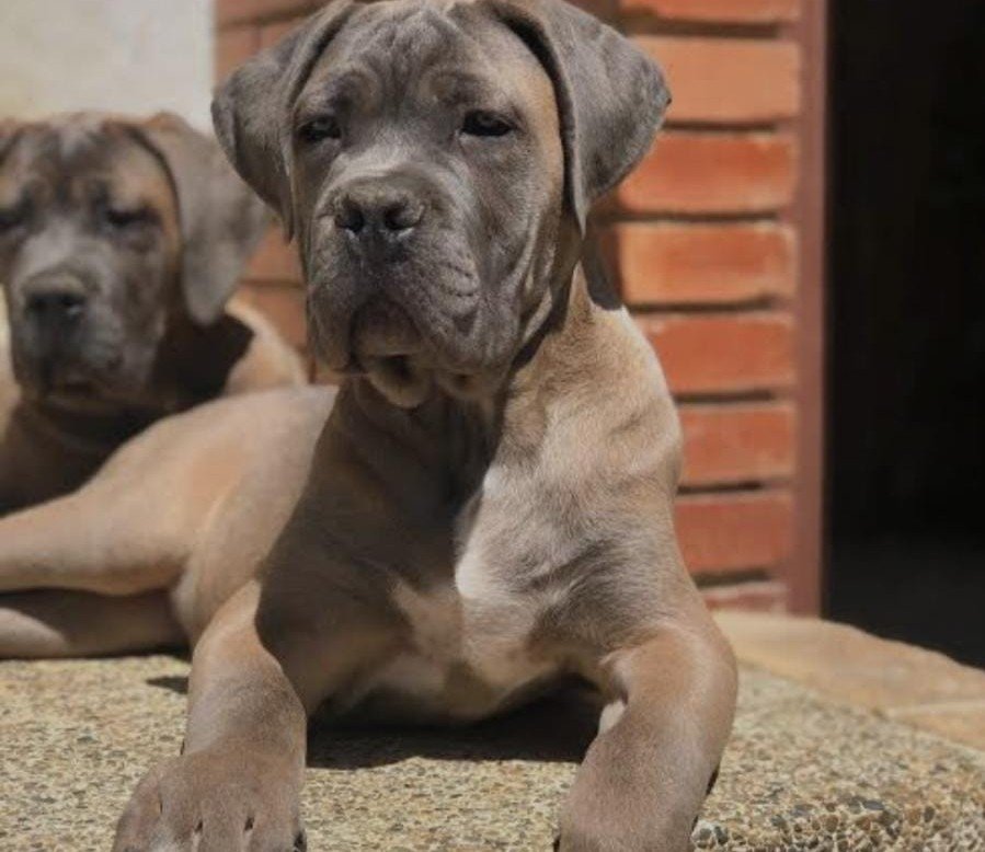 Great Dane Price In Hyderabad