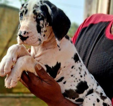 Great Dane dog breeder in Hyderabad
