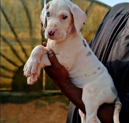 Great Dane Female price in Hyderabad