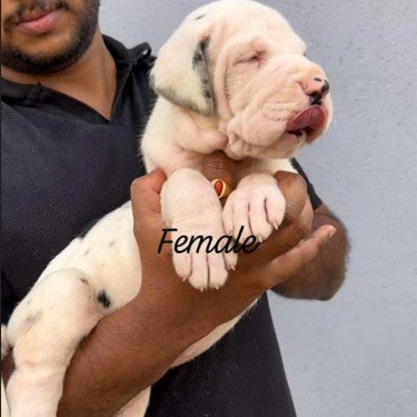 Great Dane Male Price in Hyderabad