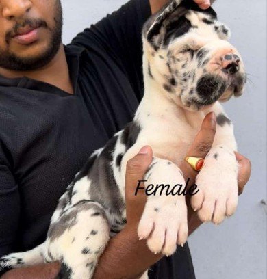 Pure Breed Great Dane price in Hyderabad