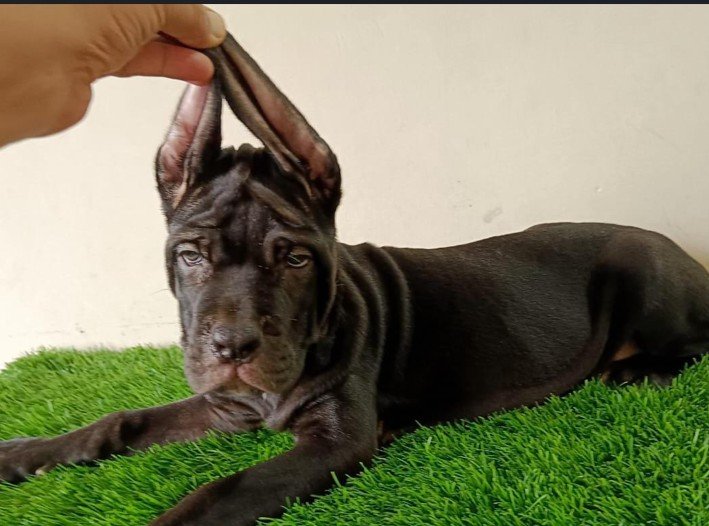Great Dane online price in Hyderabad