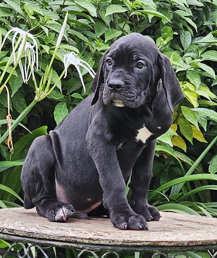 Great-dane female price in pune