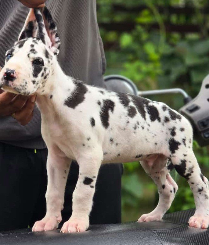 Great-dane male price in pune