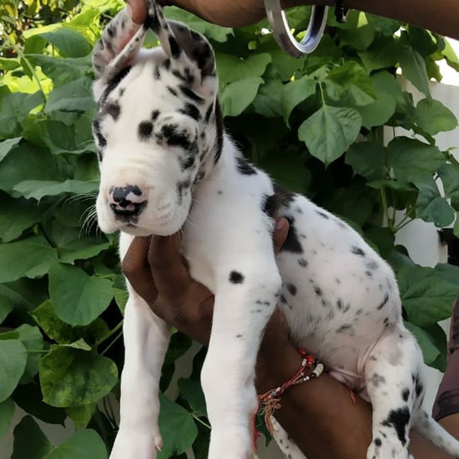 Great-dane puppy price in pune