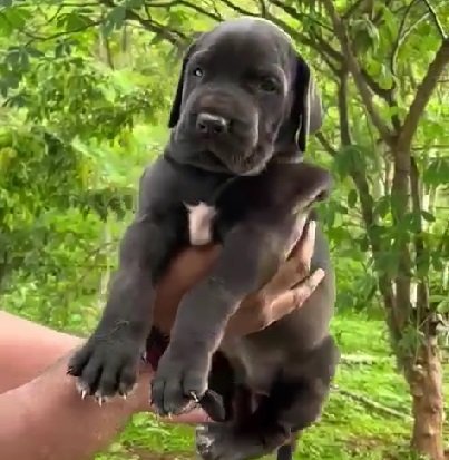 Great-dane dog price in pune