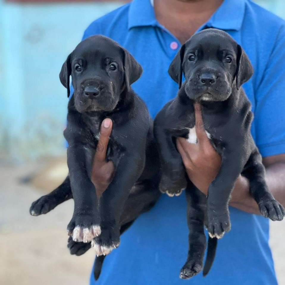 Great Dane Price In Bangalore