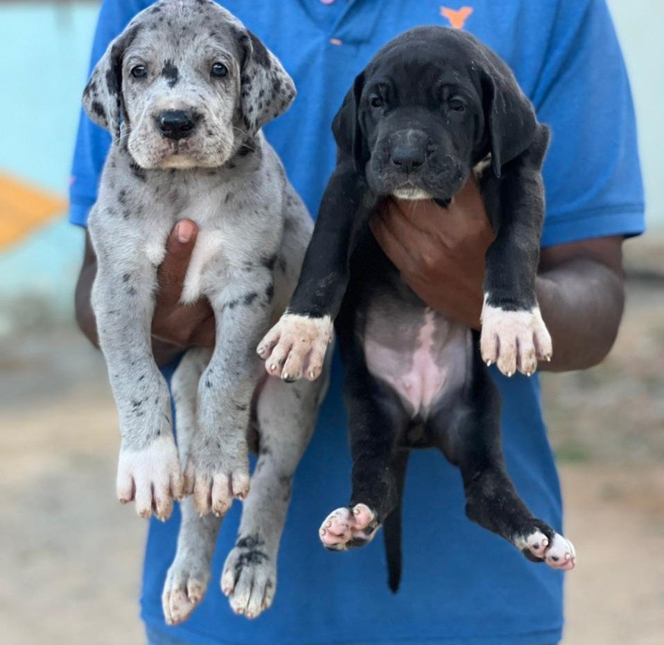 Great Dane dog breeder in BangaloreGreat Dane dog breeder in Bangalore