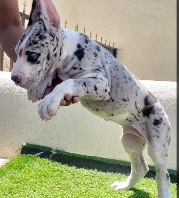 Great Dane Female price in Bangalore